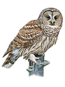 Animali,magia e stregoneria: Il Rospo, la Rana e la Civetta
