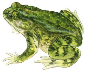 Animali,magia e stregoneria: Il Rospo, la Rana e la Civetta